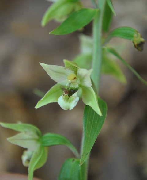 ...alla fiera delle Epipactis!